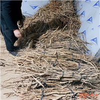 广东牛大力批发商