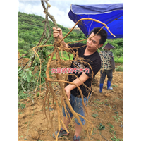 大量批发天然野生牛大力种苗,