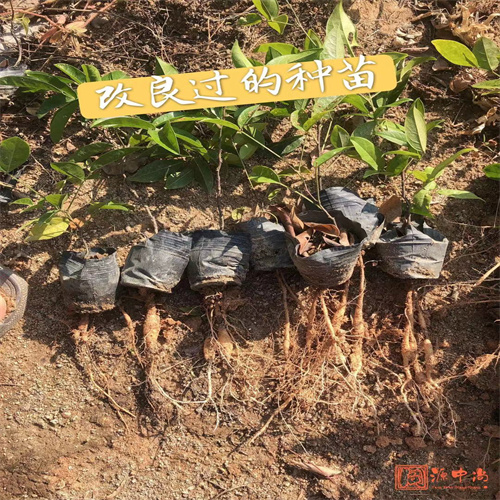 广西牛大力市场收购价