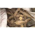 广东牛大力&广东牛大力批发商1