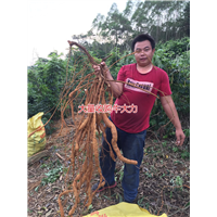大量批发天然野生牛大力种苗,