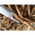 广东牛大力薯5 