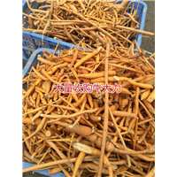 天然牛大力加工厂，生产牛大力干品