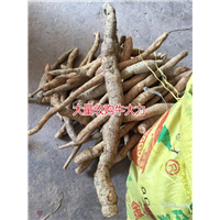 大量批发牛大力，和收购种植牛大力