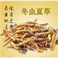 阜阳回收冬虫夏草对呼吸系统的作用 
