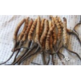阜阳虫草回收  冬虫夏草结构特性 