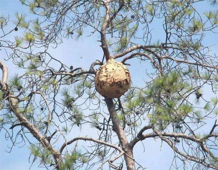 金华东阳马蜂窝清理队伍电话是多少