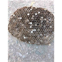 东阳黄蜂窝移除哪个队伍好