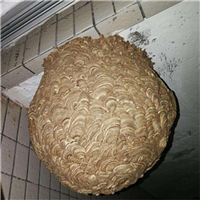 金华东阳黄蜂窝摘除移除哪家公司好