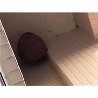 金华东阳黄蜂窝移除服务要找谁