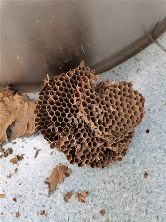 金华东阳黄蜂窝摘除移除公司哪里有