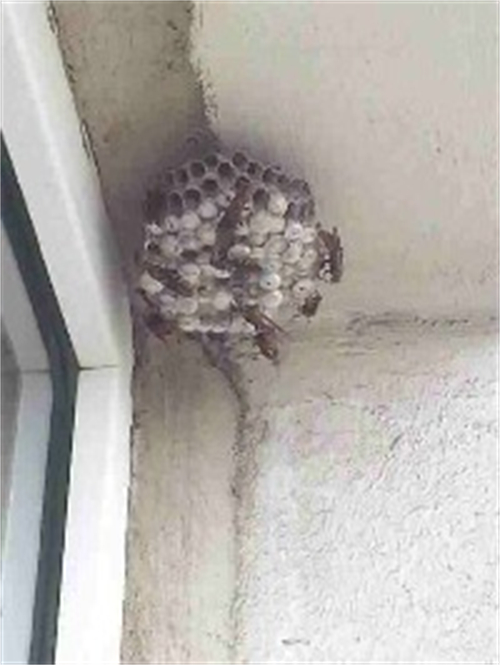 金华东阳灭胡蜂窝队伍电话是多少