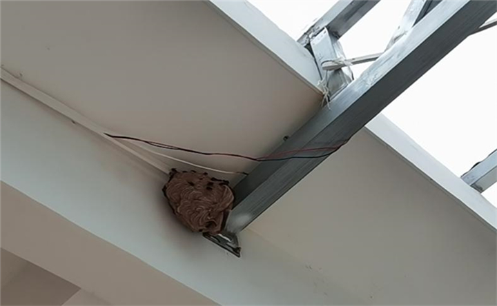 东阳马蜂窝清理服务一次要多少钱