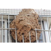 金华东阳黄蜂窝清除服务价格贵吗