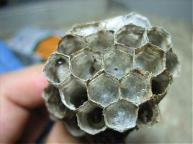 金华东阳捅胡蜂窝队伍电话是多少