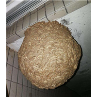 东阳黄蜂窝摘除公司哪家服务好