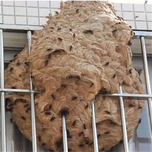 金华东阳黄蜂窝清理服务价格贵吗