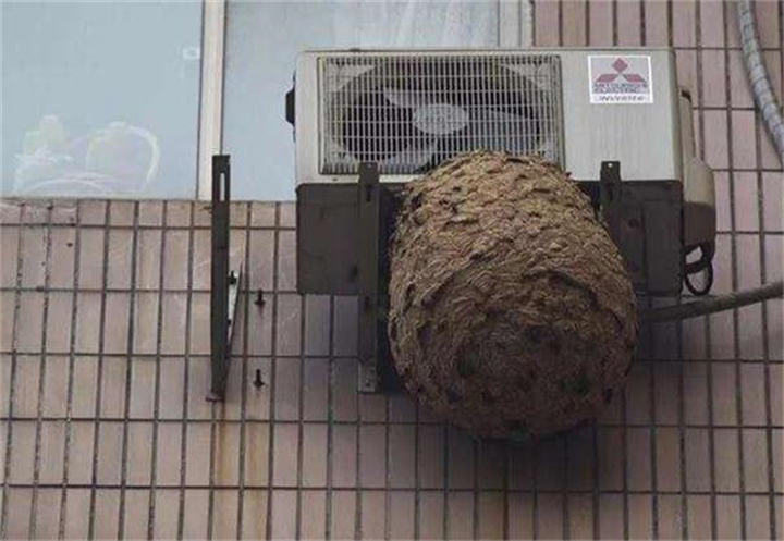 东阳处理黄蜂窝服务一次要多少钱