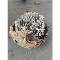 东阳胡蜂窝处理哪个队伍好