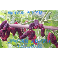 果桑苗品种技术效益 