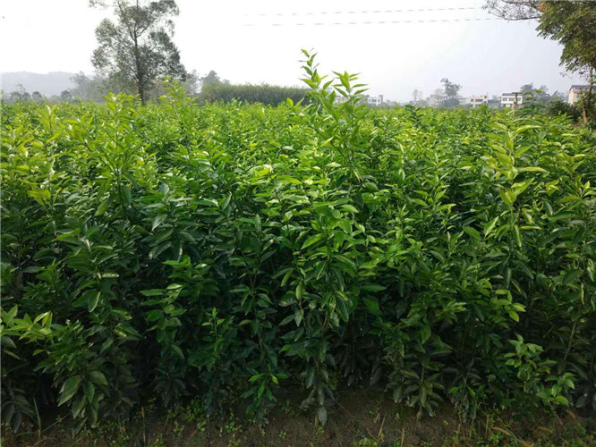 重庆金葵砂糖桔 
