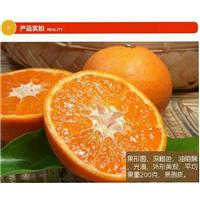 重庆爱媛柑橘苗基地@重庆爱媛柑橘苗批发 
