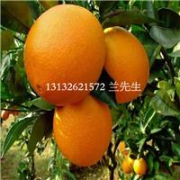 云南纽荷尔脐橙苗，云南纽荷尔脐橙苗价格 