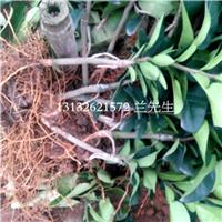 福建三红蜜柚苗基地，福建三红蜜柚苗供应 
