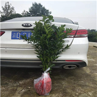 重庆无核沃柑苗