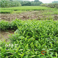 四川小叶香橙苗