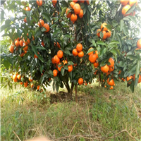 重庆沃柑苗基地，四川沃柑苗培育基地 