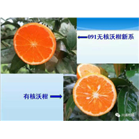 重庆091无核沃柑 