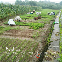 重庆小叶香橙苗