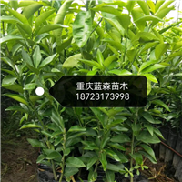 重庆沃柑杯苗