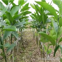 重庆大雅柑苗批发、重庆大雅柑苗基地 