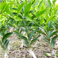 广西南丰蜜橘苗基地，广西南丰蜜橘苗价格 