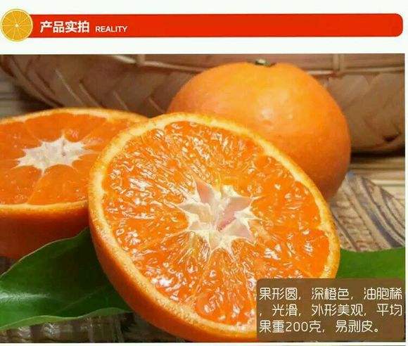 重庆爱媛柑橘苗基地@重庆爱媛柑橘苗批发 