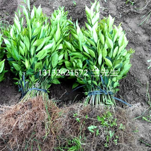 云南蜜香橙苗基地\云南蜜香橙苗价格 