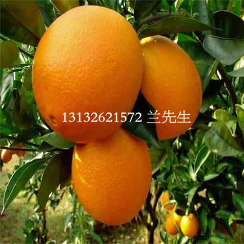 云南纽荷尔脐橙苗，云南纽荷尔脐橙苗价格 