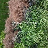 云南沃柑苗、重庆沃柑果、云南果苗价格 