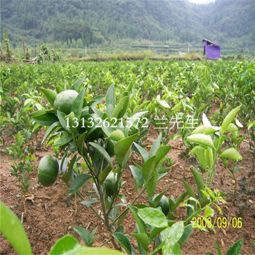 重庆茂谷柑苗价格、重庆茂谷柑苗、重庆果苗 