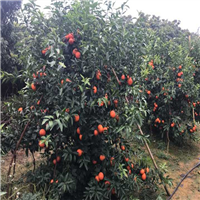 武鸣沃柑果苗基地，云南沃柑苗批发 