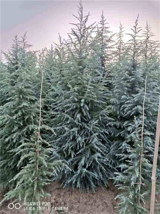 河南雪松 