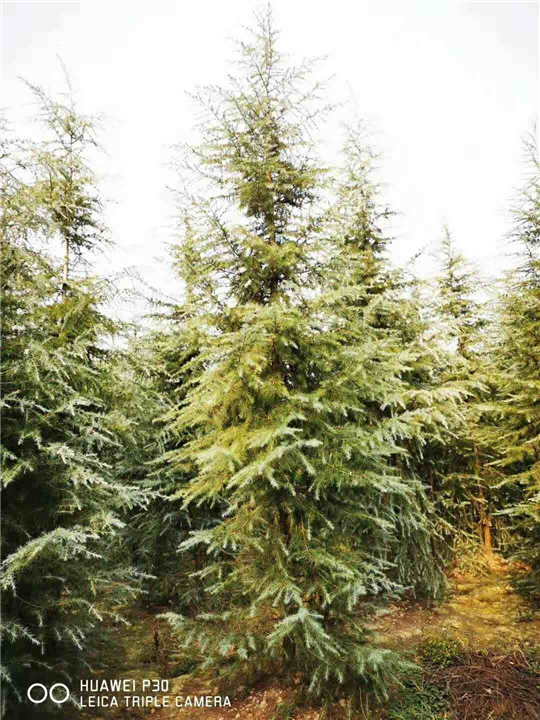 河南雪松价格 