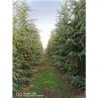 河南雪松价格 