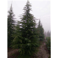 河南雪松价格|河南蜀桧