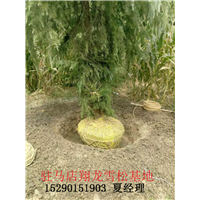 河南雪松，雪松价格 