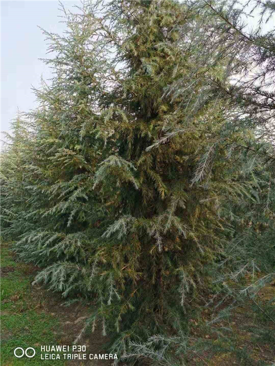 河南雪松价格 