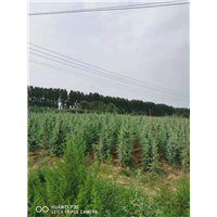 河南雪松 