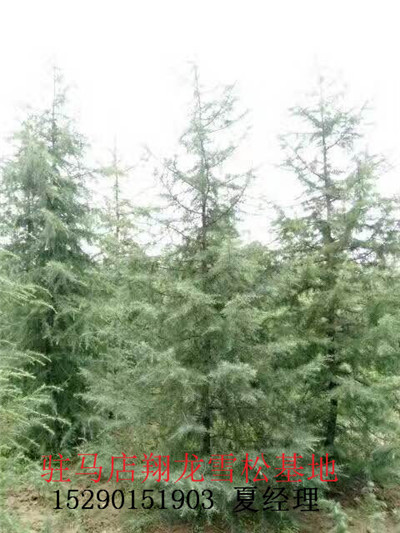 驻马店雪松基地 
